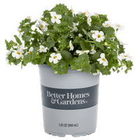 Подобри домови и градини квартал бел бакопа годишни живи растенија со одгледувач тенџере