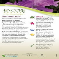 Encore Azalea есента јоргована виолетова цветна грмушка - целото сонце во живо на отворено растение