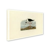 Трговска марка ликовна уметност 'Longlegged Avocetplate 328' Canvas Art by Audubon